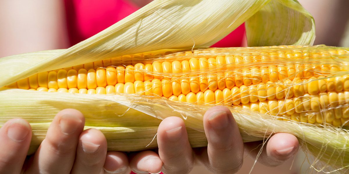Nebraska State hand Corn Husking Competition